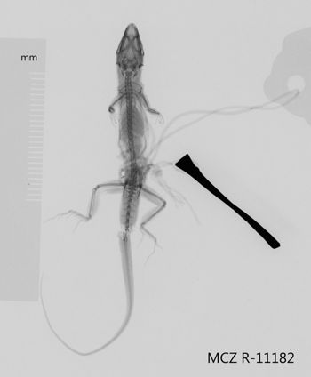 Media type: image;   Herpetology R-11182 Aspect: dorsoventral x-ray